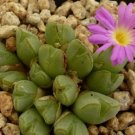 20Pcs a set Conophytum jarmilae Seed ProQgf