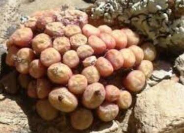 20Pcs a set Conophytum joubertii Seed ProQgf