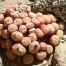 20Pcs a set Conophytum joubertii Seed ProQgf