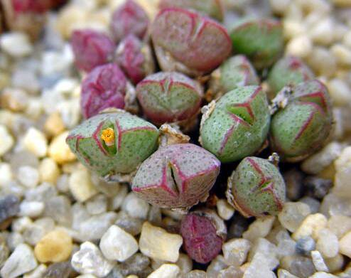 20Pcs a set Conophytum klinghardtense Seed ProQgf