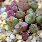 20Pcs a set Conophytum klinghardtense Seed ProQgf