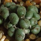 20Pcs a set Conophytum kubusanum Seed ProQgf