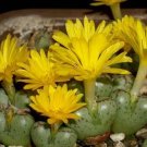 20Pcs a set Conophytum longibracteatum Seed ProQgf