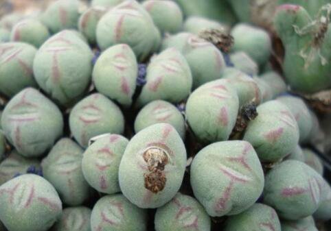 20Pcs a set Conophytum luiseae Seed ProQgf