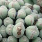 20Pcs a set Conophytum luiseae Seed ProQgf