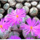 20Pcs a set Conophytum minutum var. pearsonii Seed ProQgf