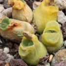 20Pcs a set Conophytum pubescens Seed ProQgf