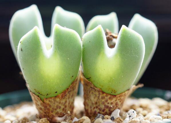 20Pcs a set Conophytum regale Seed ProQgf