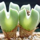 20Pcs a set Conophytum regale Seed ProQgf