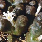 20Pcs a set Conophytum rugosum Seed ProQgf