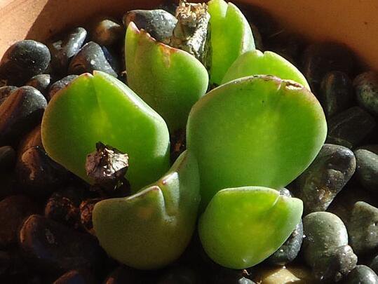 20Pcs a set Conophytum tomasi Seed ProQgf