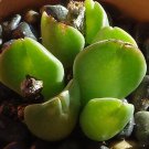 20Pcs a set Conophytum tomasi Seed ProQgf