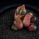 Ngryise 20pcs a set BRUNNEUM.LAV s.n. 2482 seed