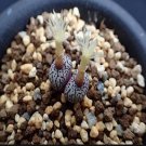 Ngryise 20pcs a set c. MG1472seed