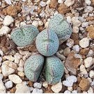 Ngryise 20pcs a set c.354 seed