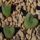 Ngryise 20pcs a set c.bicarinatum lav26036 seed