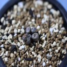 Ngryise 20pcs a set C.comptoniiSH312 85 seed