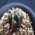 Ngryise 20pcs a set c.CR1294 seed