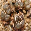 Ngryise 20pcs a set c.ex.sh2070 seed