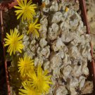 Ngryise 20pcs a set c.IRMAE. B+H. 2318 seed