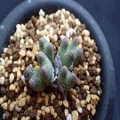 Ngryise 20pcs a set C.karamoepense Aggeneys seed