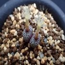 Ngryise 20pcs a set c.MG1472 seed