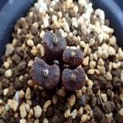 Ngryise 20pcs a set C.neohallii ex.SH2070 Yellow Flower seed