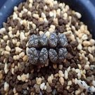 Ngryise 20pcs a set C.pellucidum　 Rietberg Flower seed