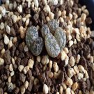Ngryise 20pcs a set C.pellucidum Okiep Green Flower seed