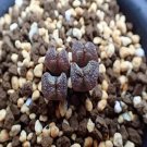 Ngryise 20pcs a set C.terricolor window Flower seed