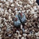 Ngryise 20pcs a set C.ursprungianum G2 Flower seed