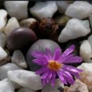Ngryise 20pcs a set Conophytum brunneum CR 1141 Flower seed