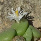 Ngryise 20pcs a set conophytum LAV.28184 Flower seed
