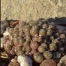 Ngryise 20pcs a set Conophytum pubicalyx LAV 27304 Flower seed