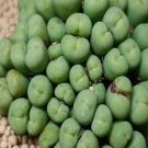 Ngryise 20pcs a set Conophytum.pagaea Flower seed