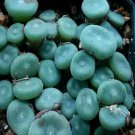 Ngryise 20pcs a set ERNSTII.EVJ.8512 Flower seed