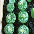 Ngryise 20pcs a set green potted conophytum Flower seed