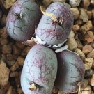 Ngryise 20pcs a set hot purple zhuihua conophytum Flower seed