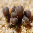 Ngryise 20pcs a set PUBICALYX.LAV.27304 Flower seed