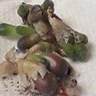 Ngryise 20pcs a set PUBICALYX.MG.1448.7 Flower seed