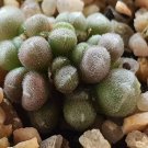 Ngryise 20pcs a set PUBICALYX.PAV s.n Flower seed