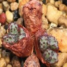 Ngryise 20pcs a set rare luckhoffii Flower seed