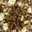 Ngryise 20pcs a set RECONDITUM.ARM.1254 Flower seed