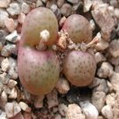 Ngryise 20pcs a set RECONDITUM.CR.1326 Flower seed