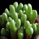 Ngryise 20pcs a set ROODIAE.MG.1450.67 Flower seed