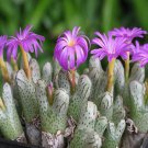 Ngryise 20pcs a set TURRIGERUM.EVJ s.n. Flower seed