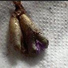 Ngryise 20pcs a set TURRIGERUM.UM.1516 Flower seed