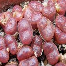 Ngryise 18pcs a set c pellucidum Antwerp Flag Flower seed