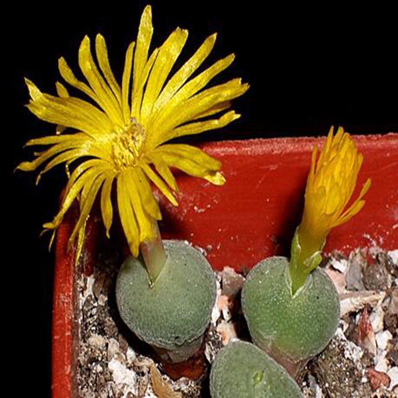 Ngryise 18pcs a set c. flavum subsp. noviceum Flower seed