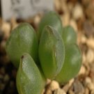 Ngryise 18pcs a set c. jarmilae Flower seed